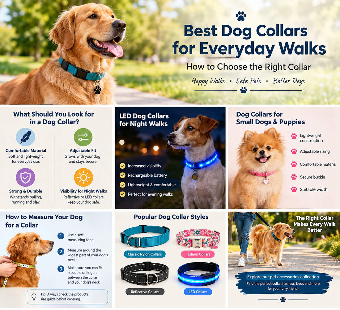 Best Dog Collars for Everyday Walks: How to Choose the Right Collar