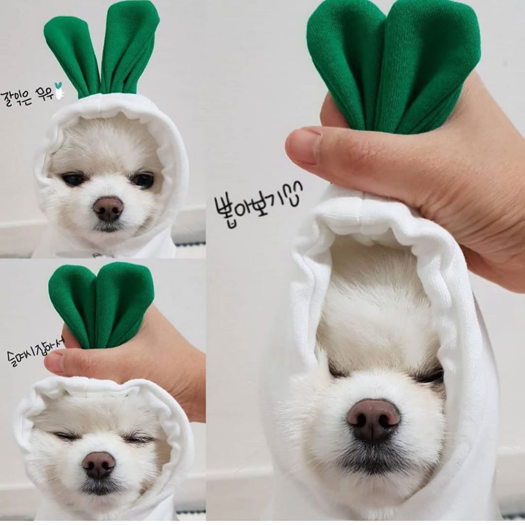 Cute Fruit-Themed Hoodie for Small Dogs – Warm Fleece Winter Coat for Puppies & Cats, Perfect for French Bulldogs & Chihuahuas