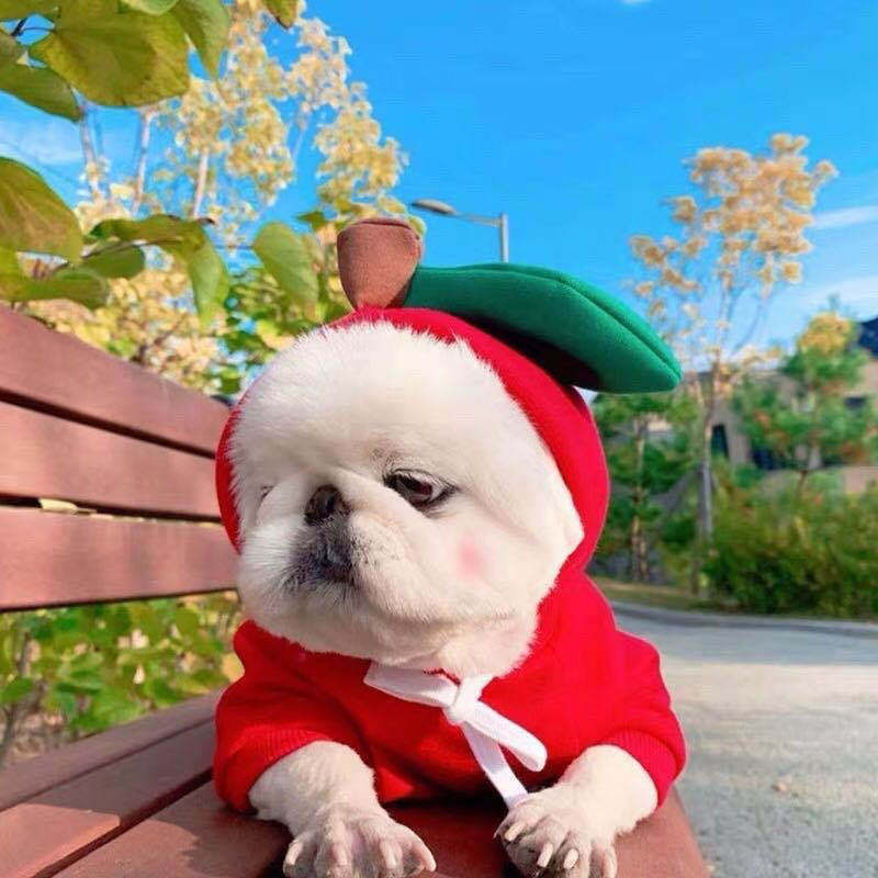 Cute Fruit-Themed Hoodie for Small Dogs – Warm Fleece Winter Coat for Puppies & Cats, Perfect for French Bulldogs & Chihuahuas