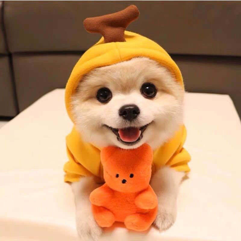 Cute Fruit-Themed Hoodie for Small Dogs – Warm Fleece Winter Coat for Puppies & Cats, Perfect for French Bulldogs & Chihuahuas