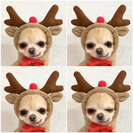 Cute Fruit-Themed Hoodie for Small Dogs – Warm Fleece Winter Coat for Puppies & Cats, Perfect for French Bulldogs & Chihuahuas