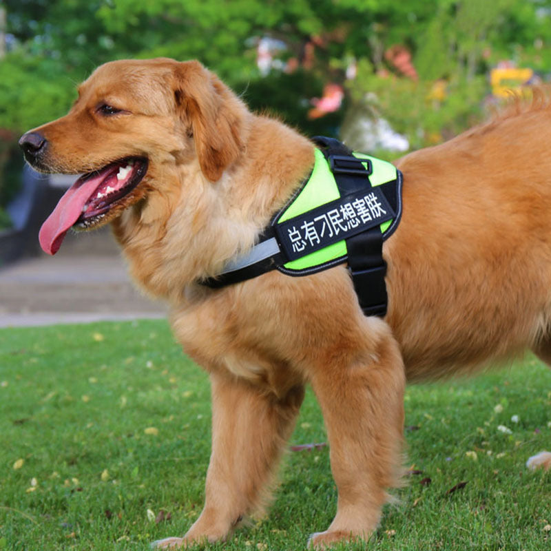 Fashion Pet Leash & Chest Harness Set – Adjustable Dog Walking Gear