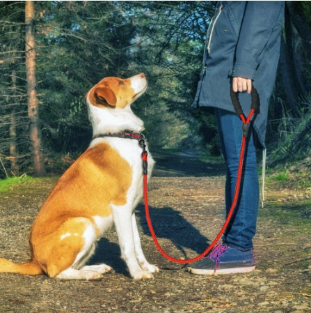 Reflective Nylon Dog Leash for Small, Medium & Large Dogs – Durable Training & Walking Lead