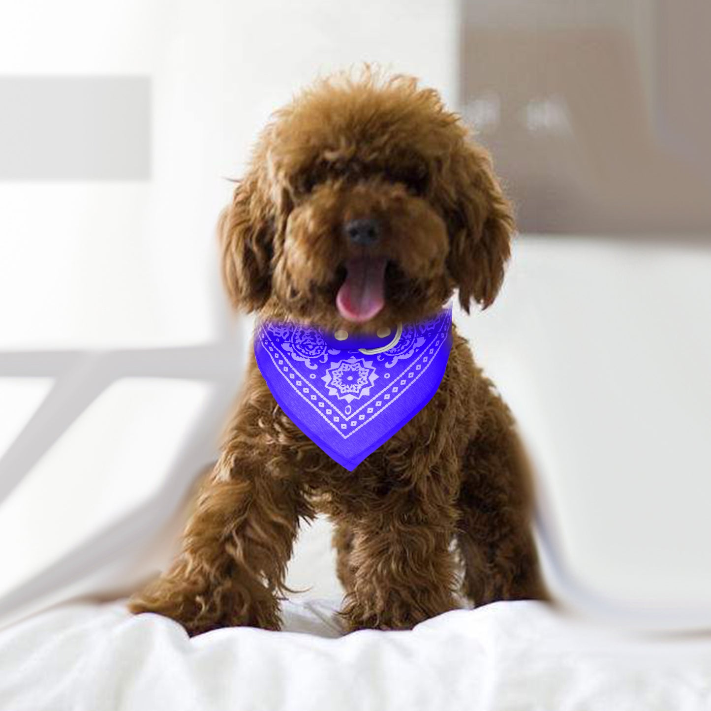 Adjustable Leather Pet Collar with Triangle Bandana – Stylish Dog & Cat Scarf